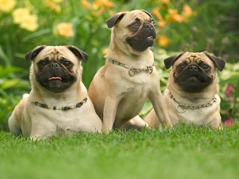Three Pug Dogs