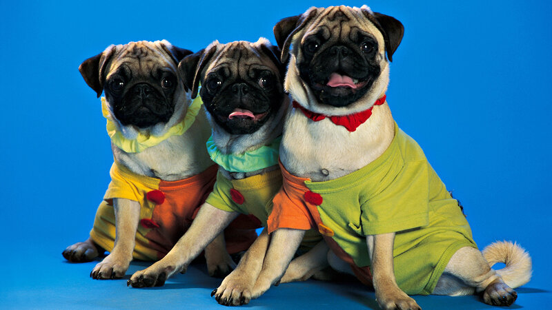Three Pug Puppies — Blue, Playful