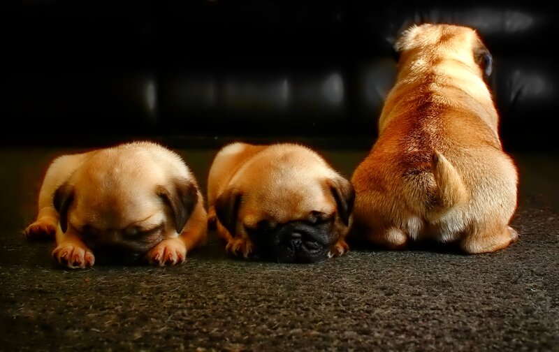 Three Pug Puppies — Brown