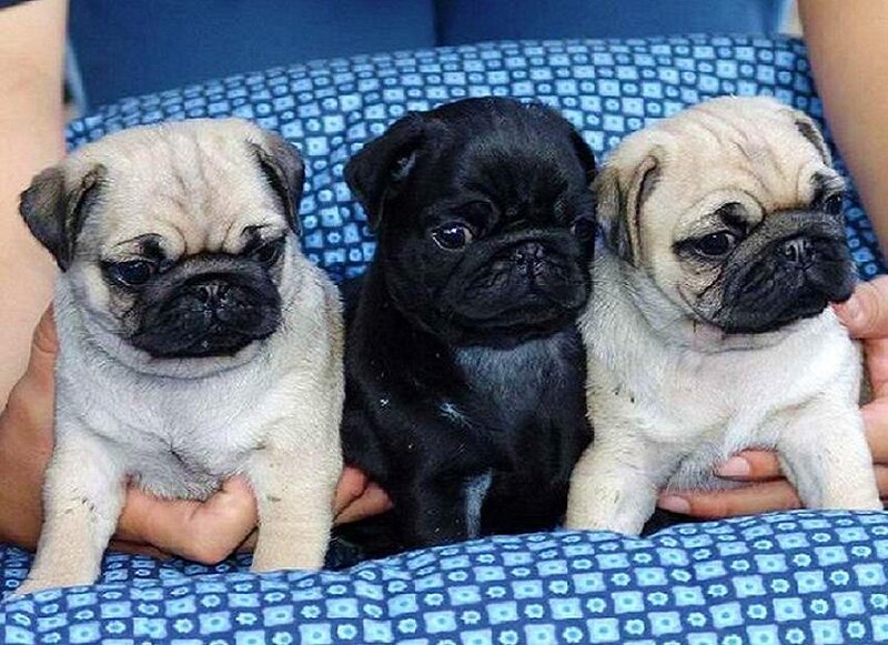 three pug puppies held