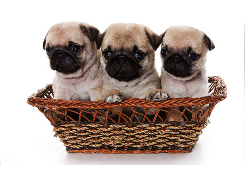 Three Pug Puppies