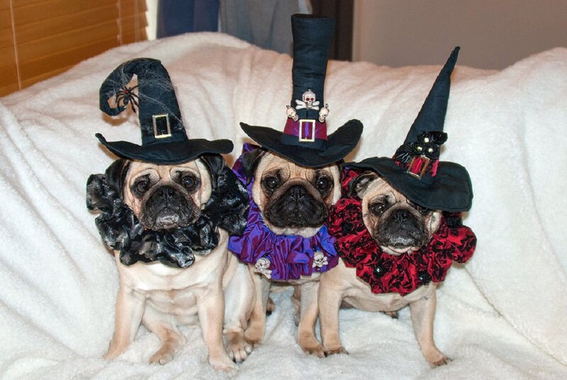 Three Pugs in Costumes — Black
