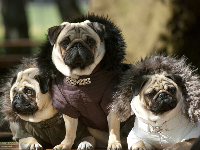 Three Pugs in Costumes — Brown, Calm