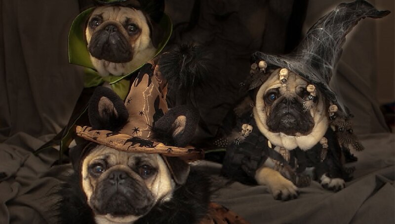 Three Pugs in Costumes — Brown, Dramatic