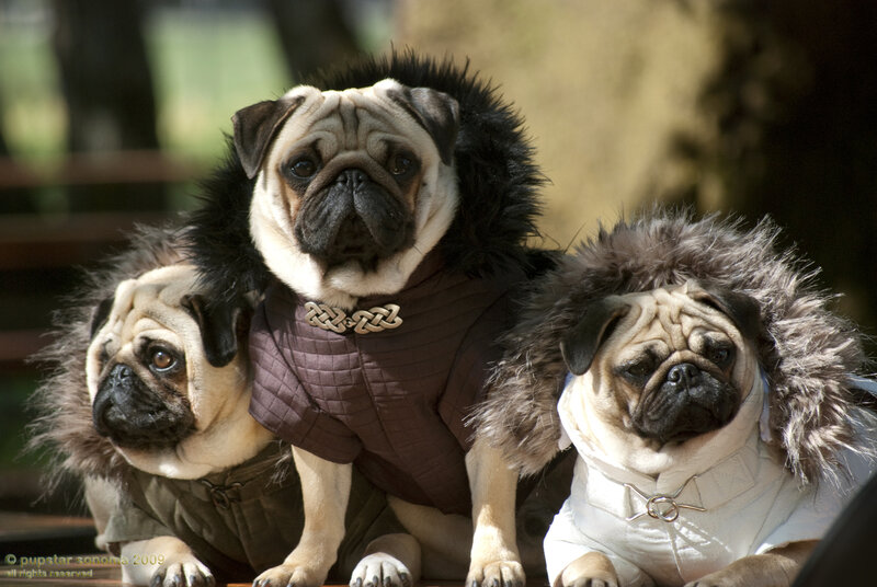 Three Pugs in Costumes — Brown