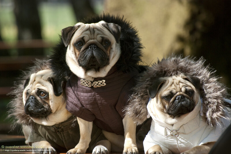 Three pugs in costumes