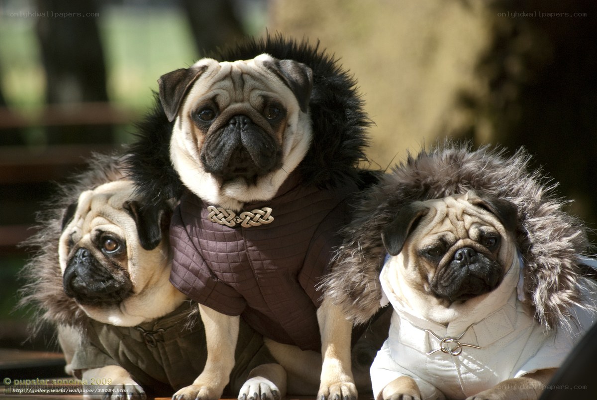 Three pugs in costumes