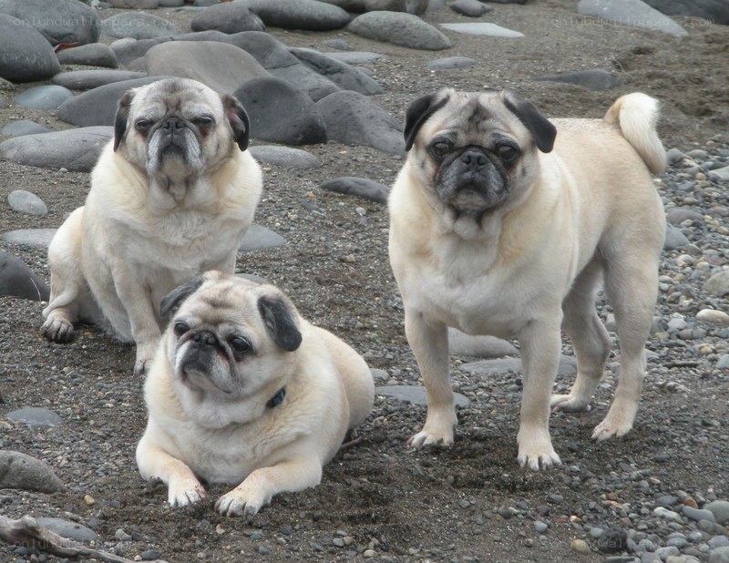 Three pugs on a pebble beach