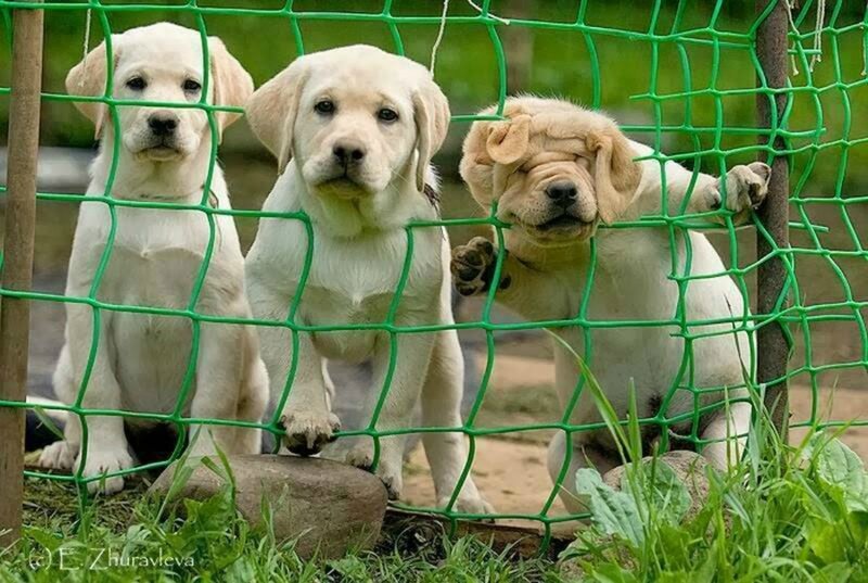 Three Puppies Behind Fence — Green