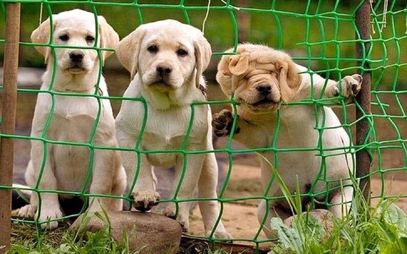 Three Puppies Behind Fence