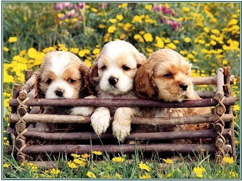 three puppies in a basket