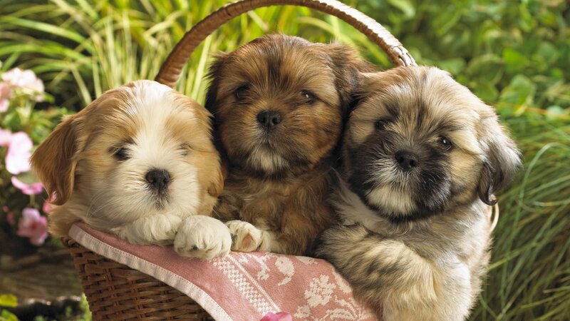 Three puppies in a basket