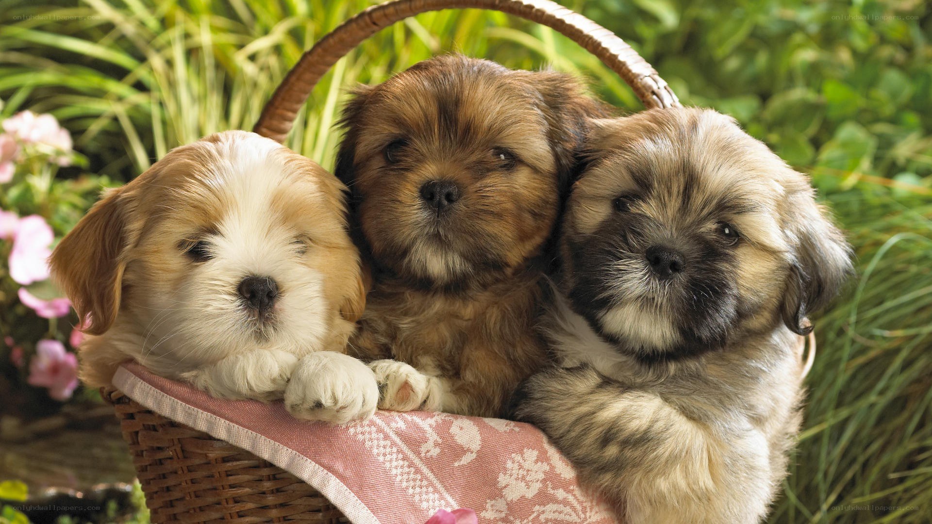 Three puppies in a basket