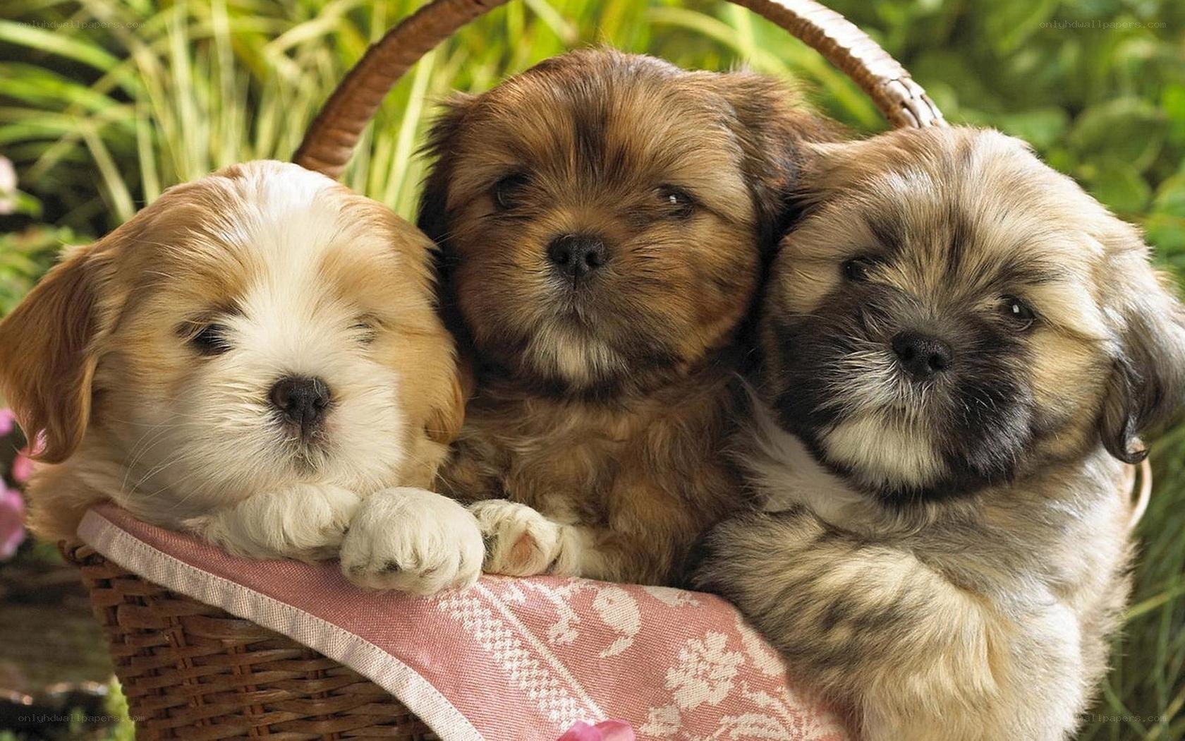 Three puppies in a basket