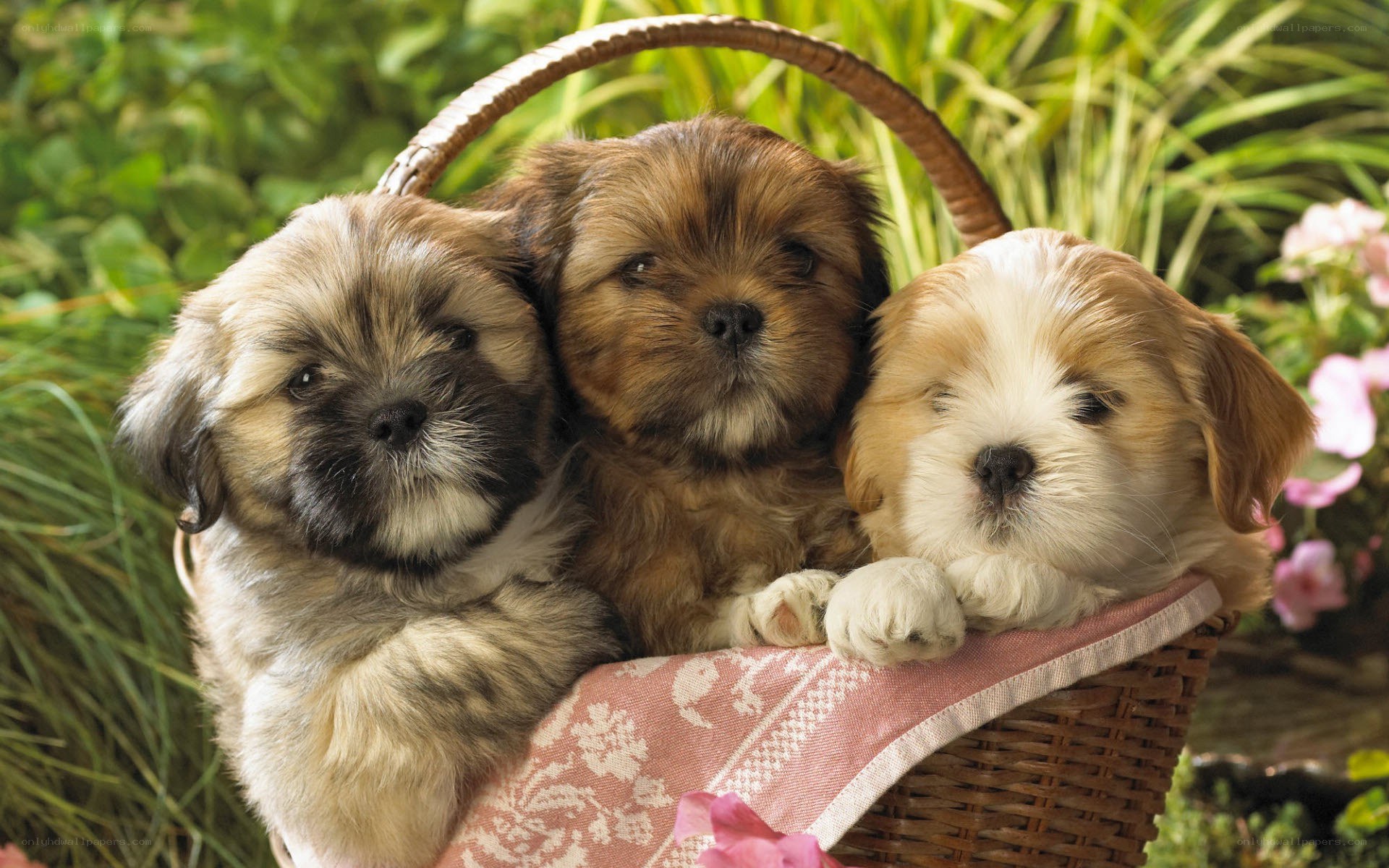 three puppies in a basket