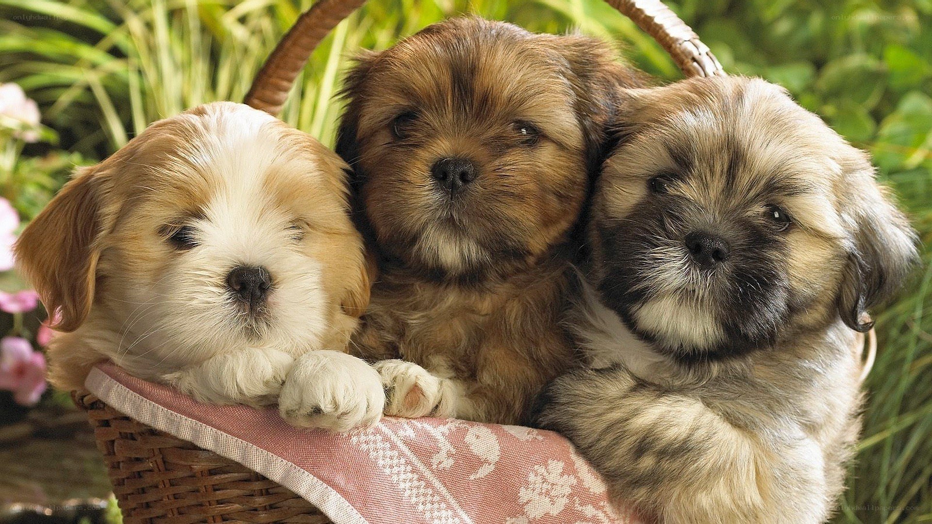 Three puppies in a basket