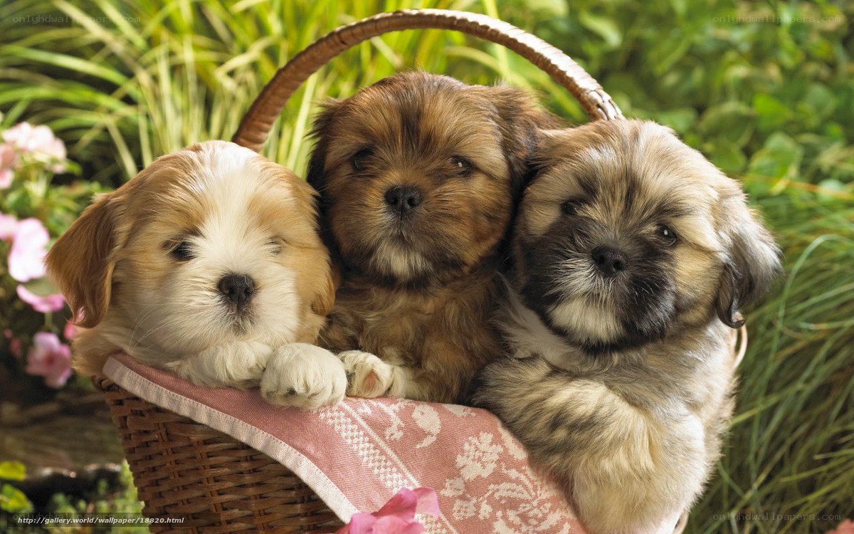 Three puppies in a basket