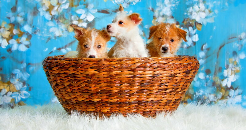 Three Puppies in Basket — Blue