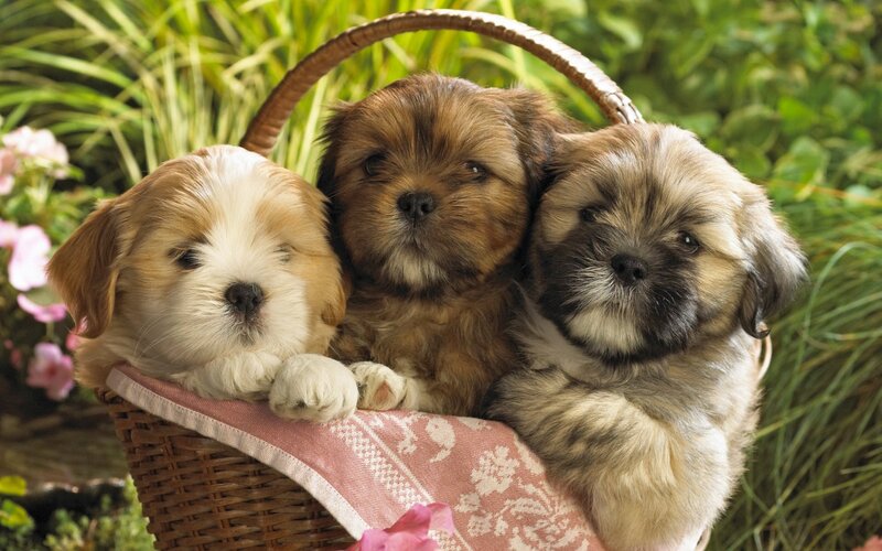 Three Puppies in Basket — Brown, Calm, Afternoon, Photograph