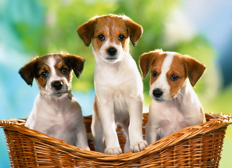 Three Puppies in Basket — Brown, Calm, Photograph