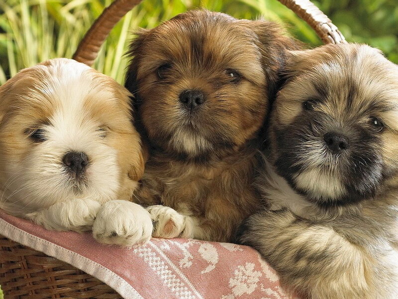 Three Puppies in Basket — Brown, Calm