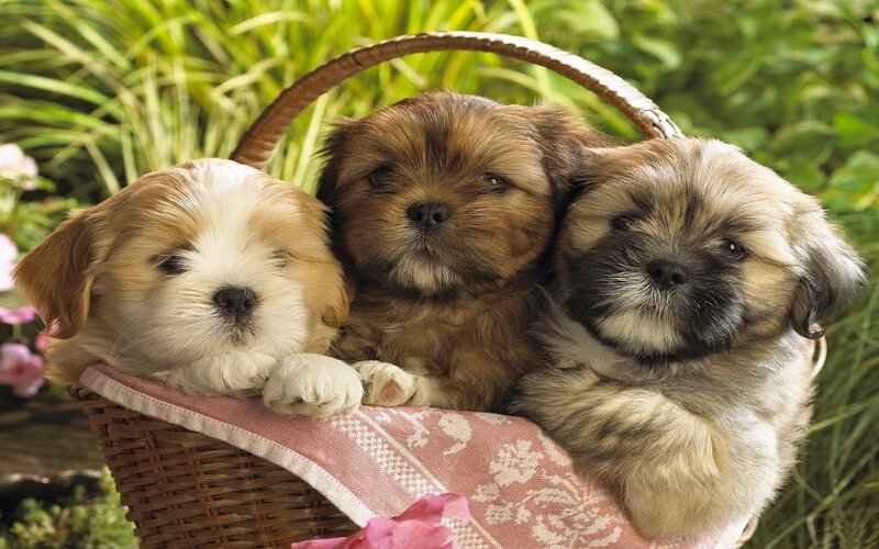 Three Puppies in Basket — Brown, Peaceful, Afternoon, Photograph