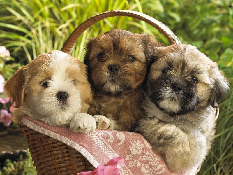 Three Puppies in Basket — Brown, Peaceful, Afternoon
