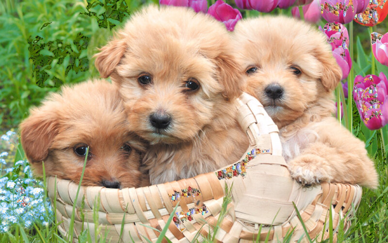 Three Puppies in Basket — Brown, Peaceful, Spring, Photograph