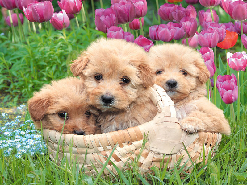 Three Puppies in Basket — Brown, Peaceful, Spring