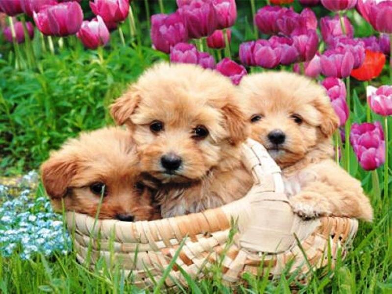 Three Puppies in Basket — Brown, Peaceful
