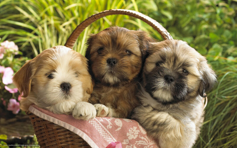 Three Puppies in Basket — Brown, Serene