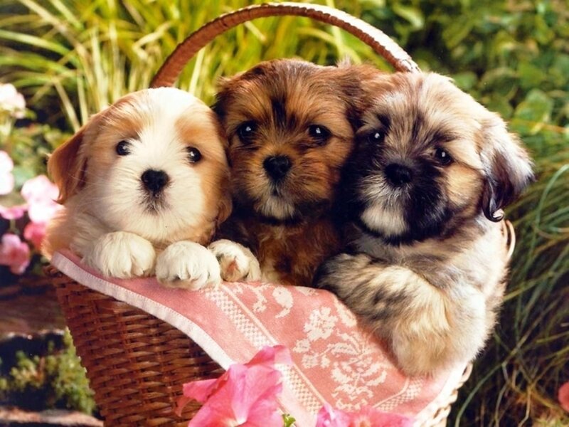 Three Puppies in Basket — Brown