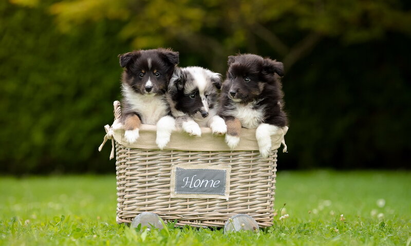 Three Puppies in Basket — Green, Peaceful, Afternoon