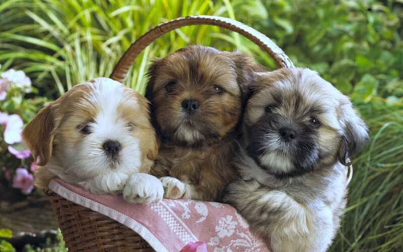 Three Puppies in Basket — Green, Peaceful