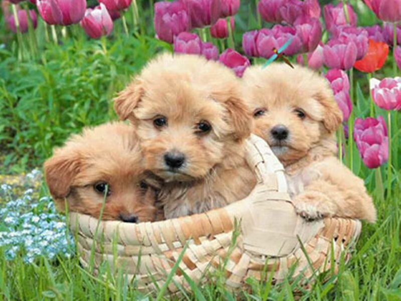 Three Puppies in Basket — Green, Serene
