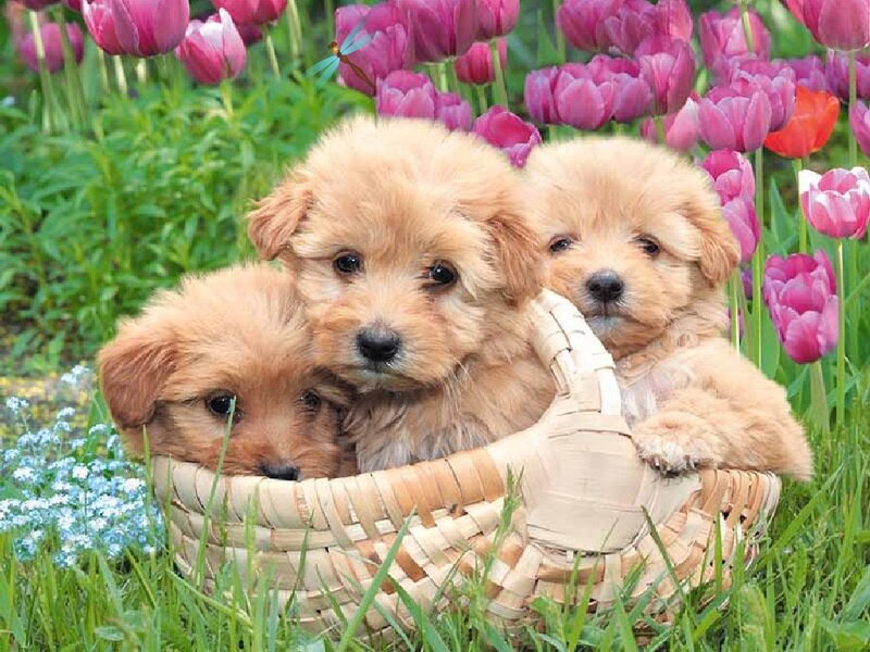 Three Puppies in Basket