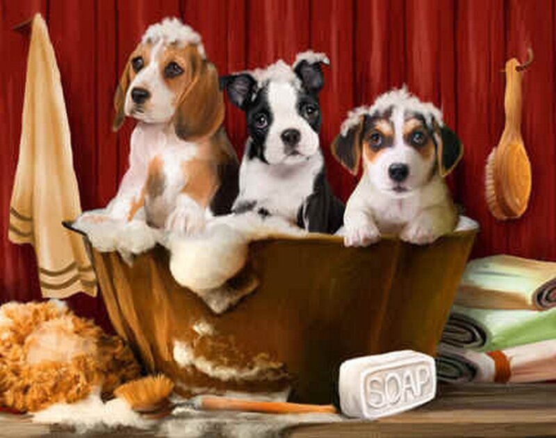 Three Puppies in Bathtub