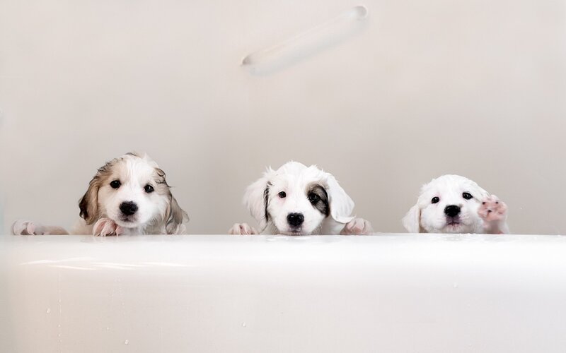 Three Puppies in Bathtub — White