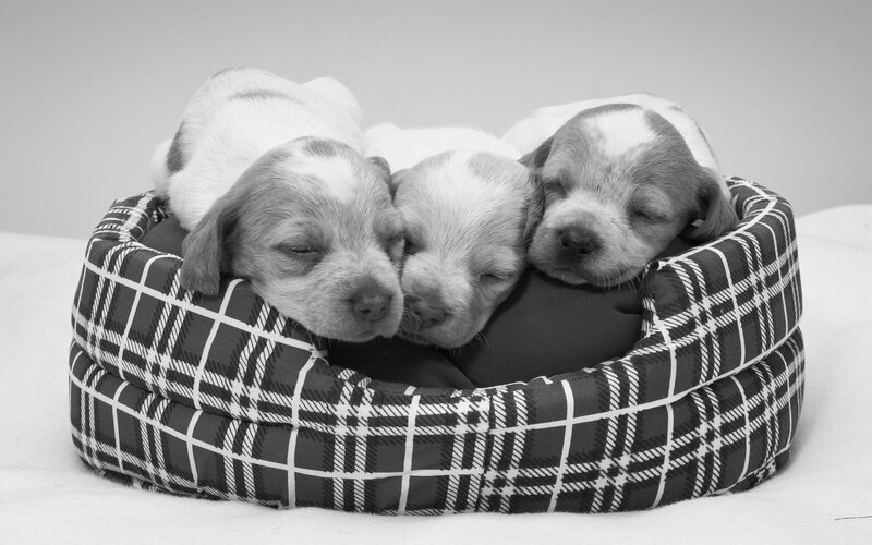 Three Puppies in Bed