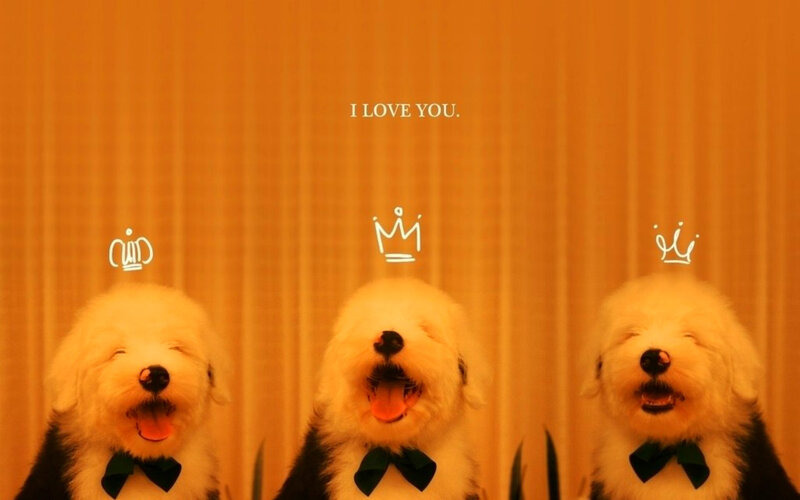 Three Puppies in Bow Ties