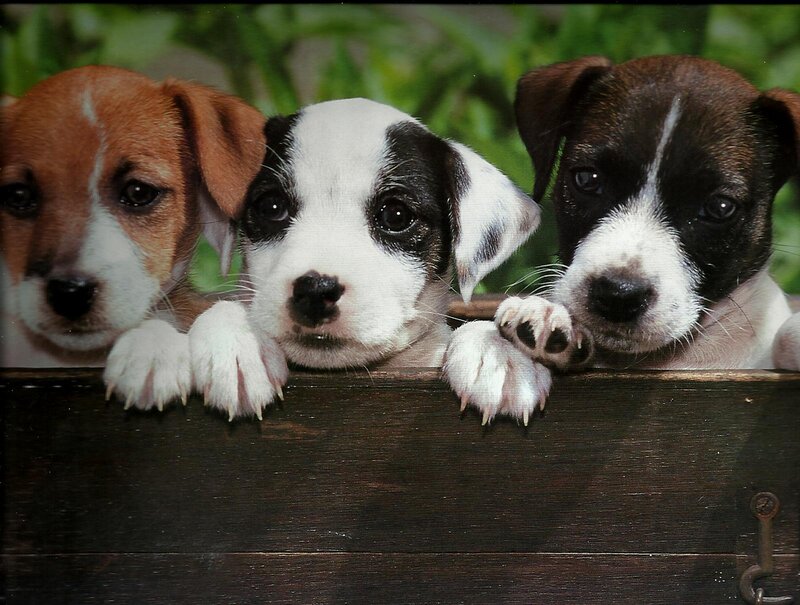 Three Puppies in Box