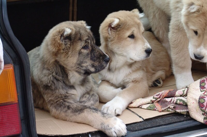 Three Puppies in Car — Brown