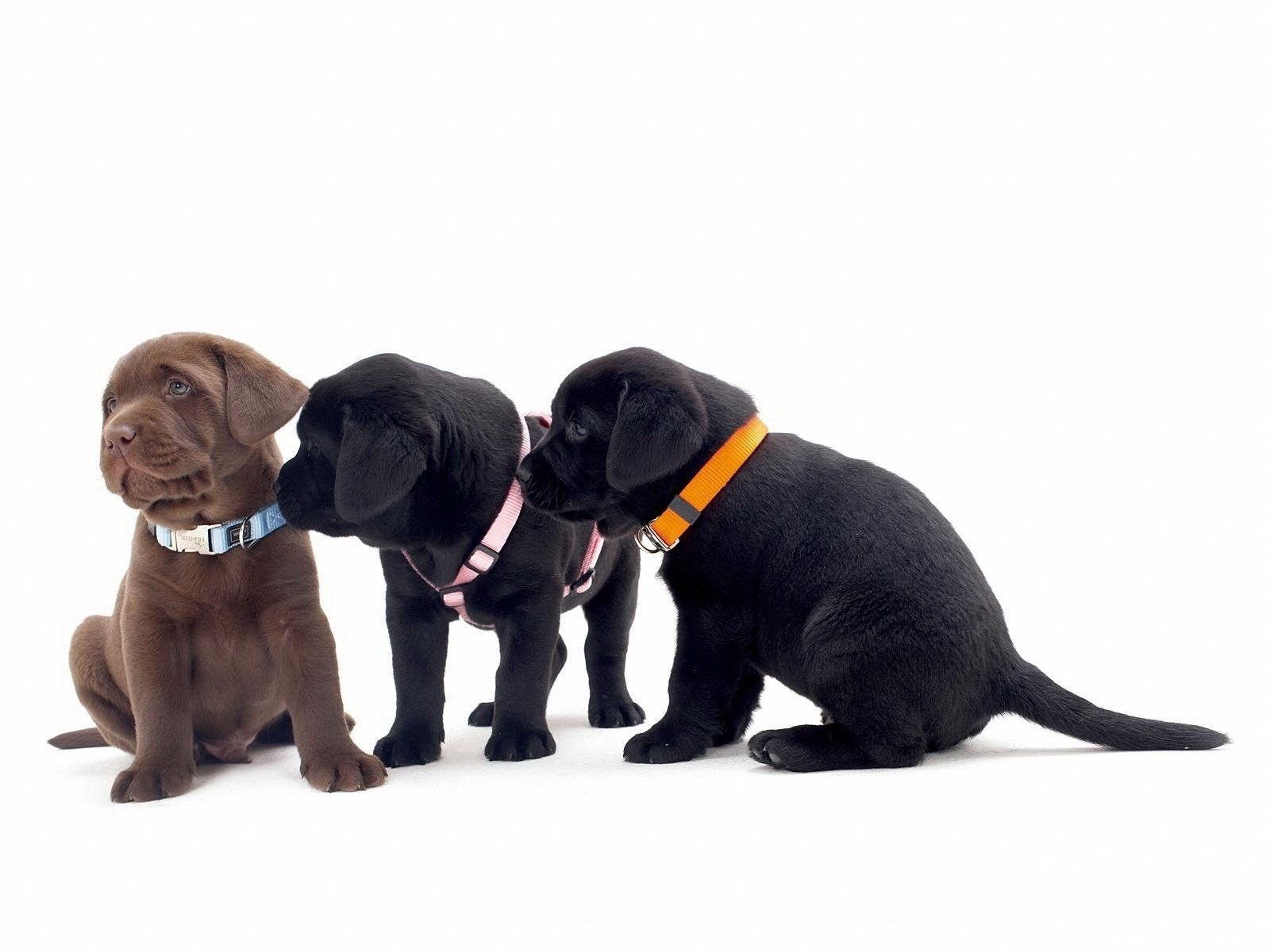 Three puppies in collars