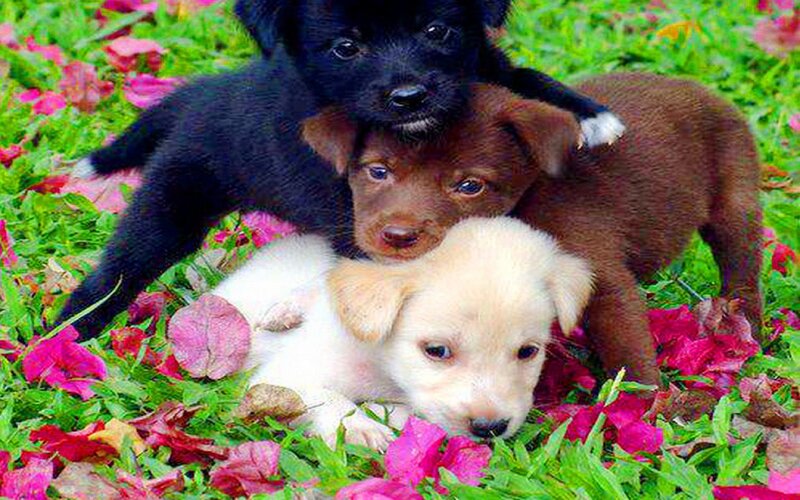 Three Puppies in Grass — Green, Peaceful, Spring