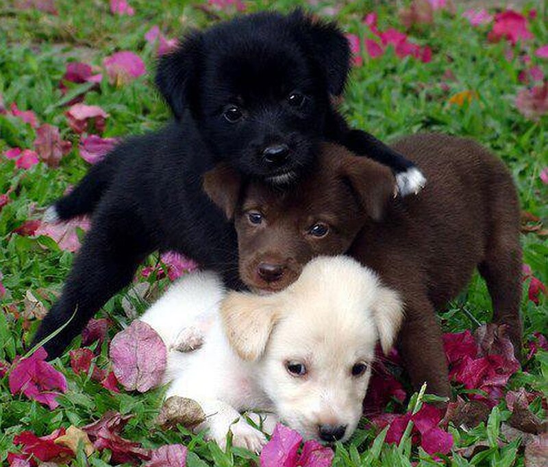 Three Puppies in Grass — Green, Peaceful