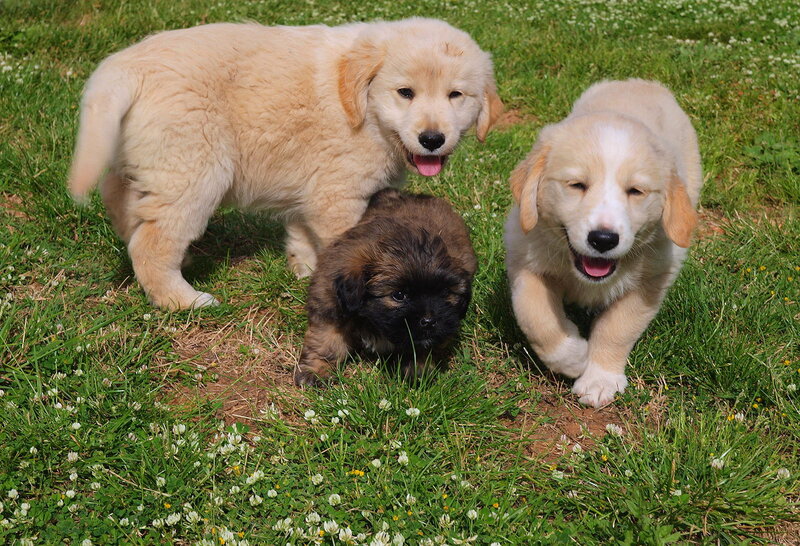Three Puppies in Grass — Green, Playful