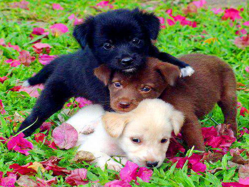 Three Puppies in Grass — Green