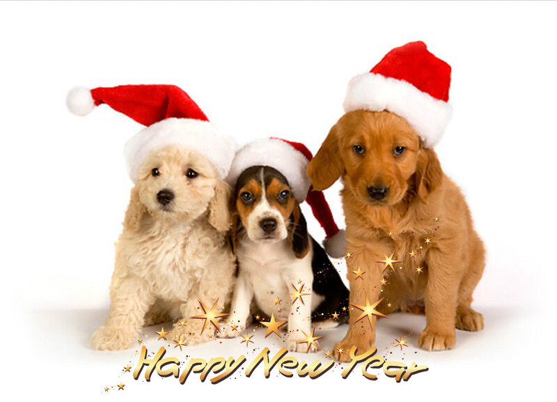 Three Puppies in Hats