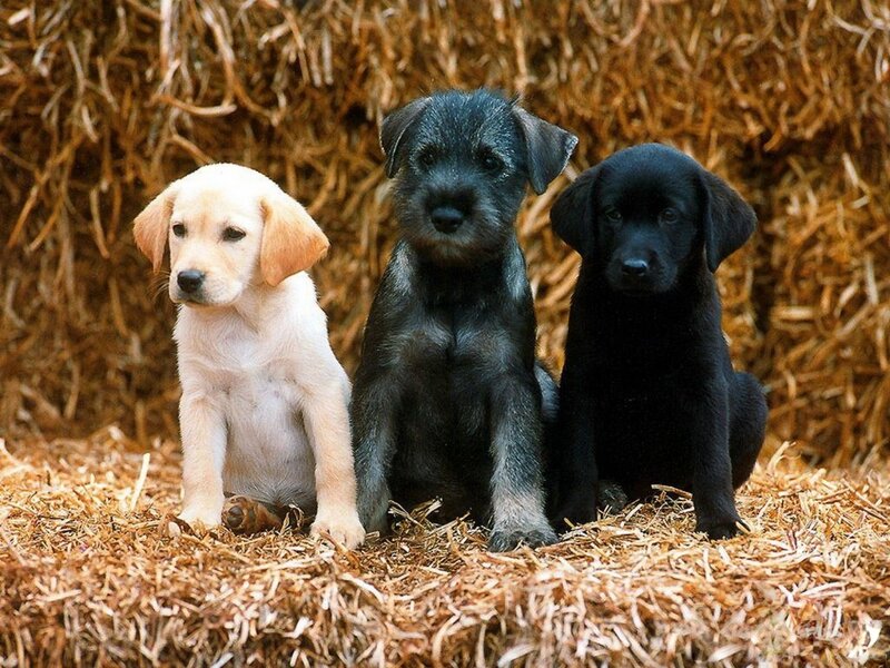 Three Puppies in Hay
