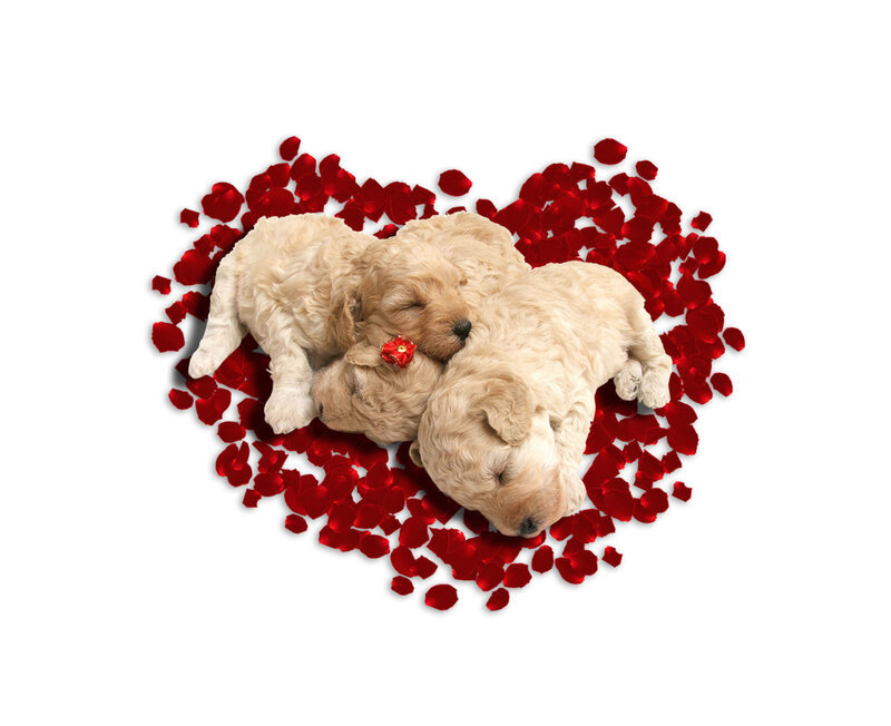 Three Puppies in Heart